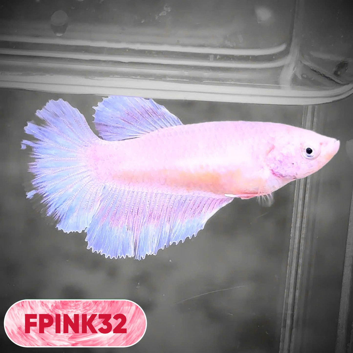 Pink Sakura Halfmoon Female Betta Fish | You Pick Fish