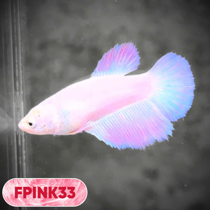 Pink Sakura Halfmoon Female Betta Fish | You Pick Fish