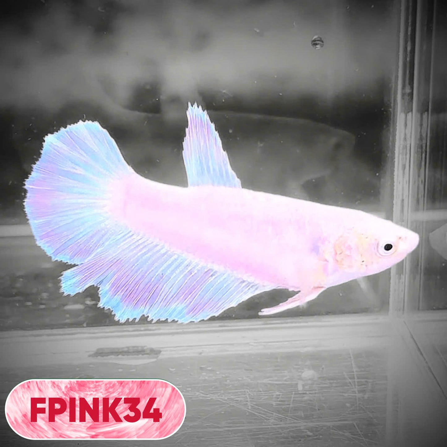 Pink Sakura Halfmoon Female Betta Fish | You Pick Fish