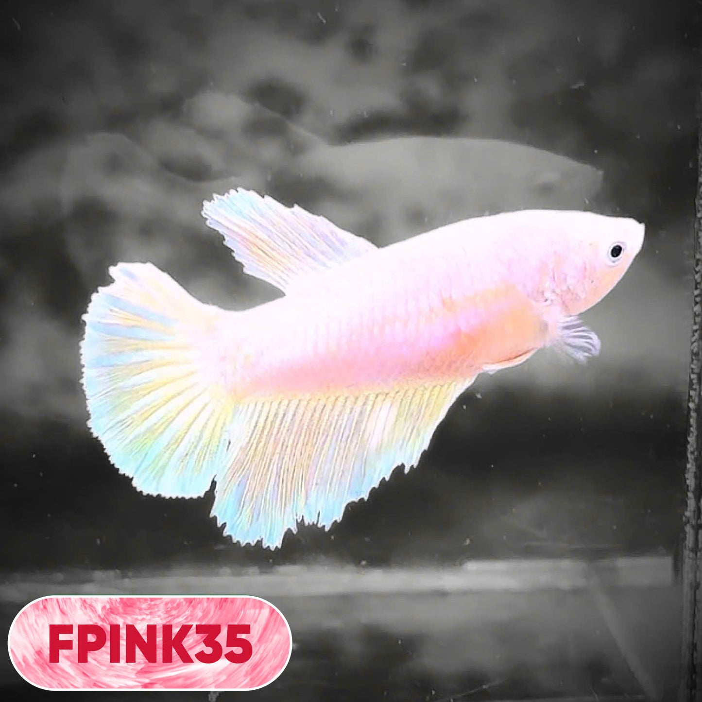Pink Sakura Halfmoon Female Betta Fish | You Pick Fish