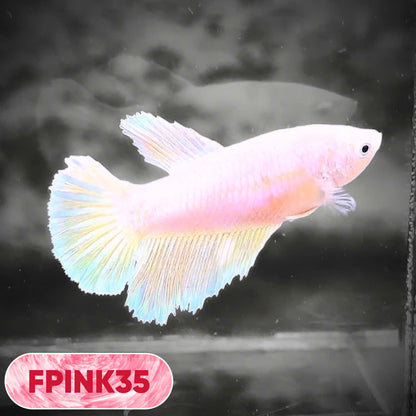 Pink Sakura Halfmoon Female Betta Fish | You Pick Fish