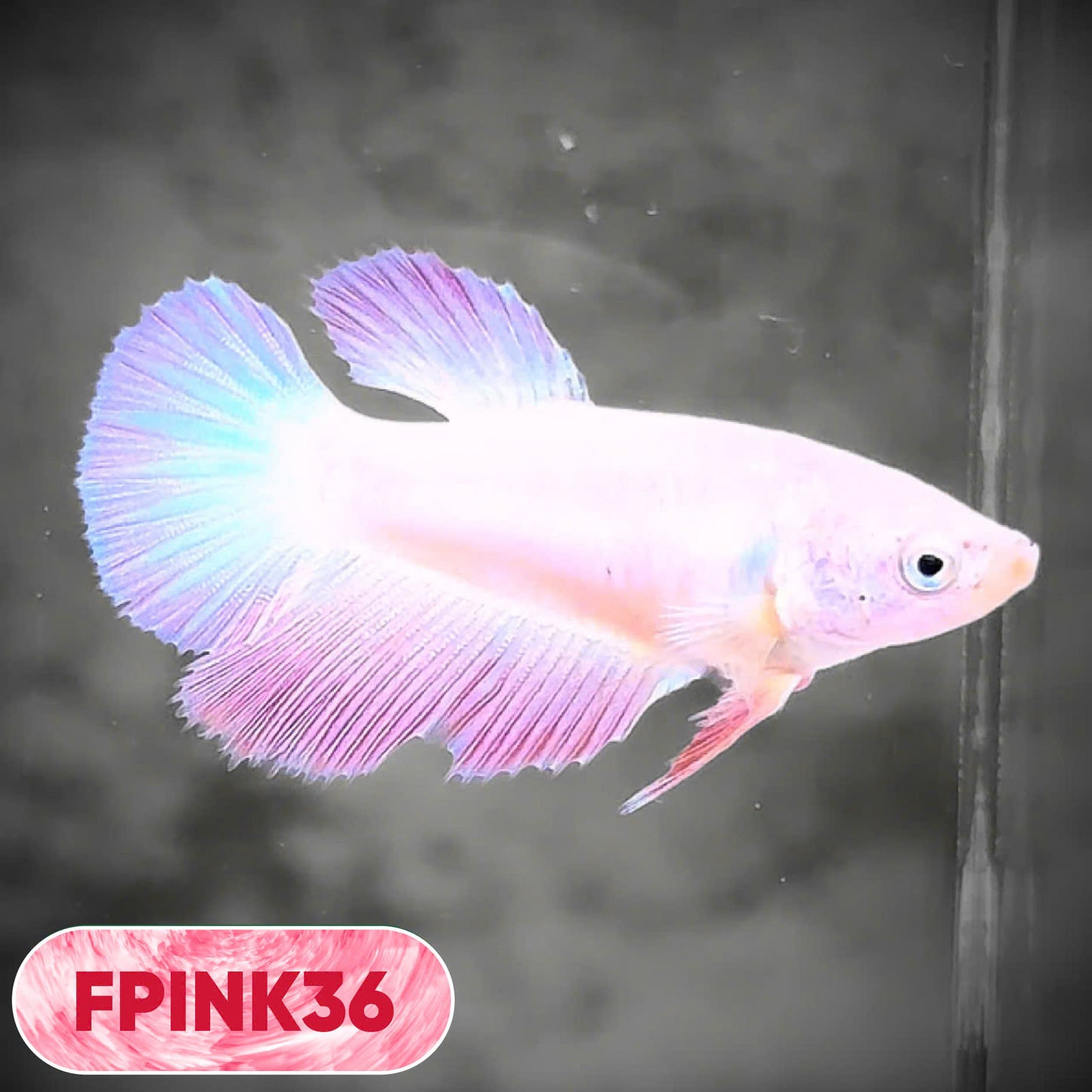 Pink Sakura Halfmoon Female Betta Fish | You Pick Fish