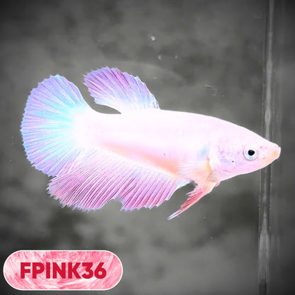 Pink Sakura Halfmoon Female Betta Fish | You Pick Fish