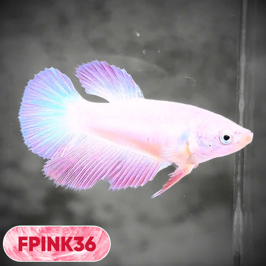 Pink Sakura Halfmoon Female Betta Fish | You Pick Fish