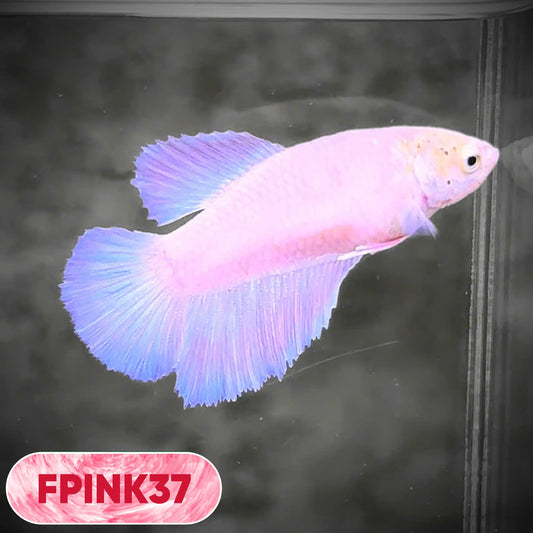 Pink Sakura Halfmoon Female Betta Fish | You Pick Fish