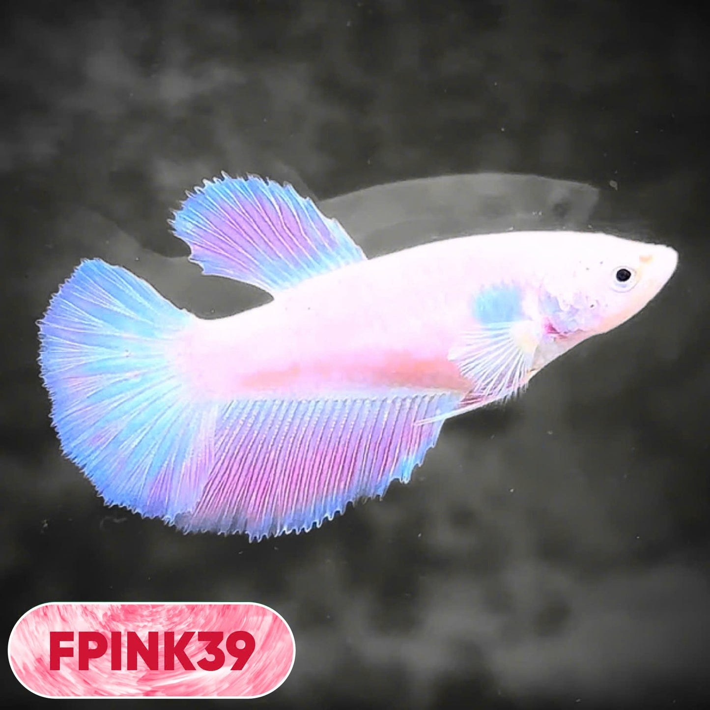 Pink Sakura Halfmoon Female Betta Fish | You Pick Fish