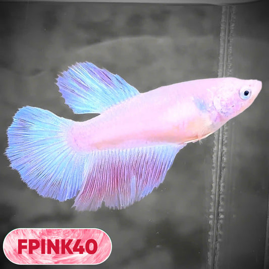 Pink Sakura Halfmoon Female Betta Fish | You Pick Fish