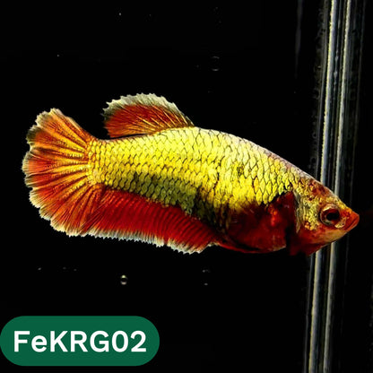 Koi Red Gold Female Betta Fish | You Pick Fish | High Grade