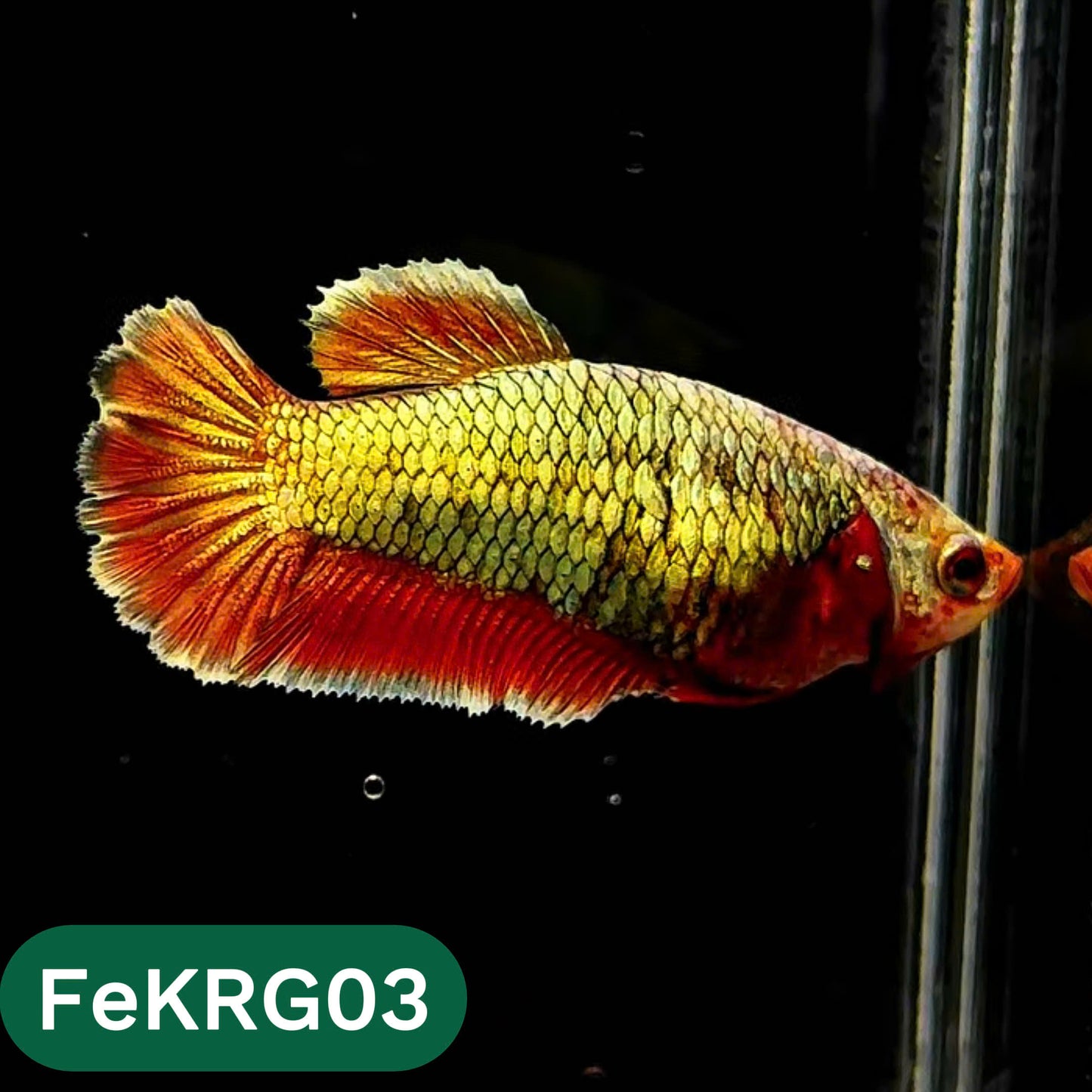 Koi Red Gold Female Betta Fish | You Pick Fish | High Grade