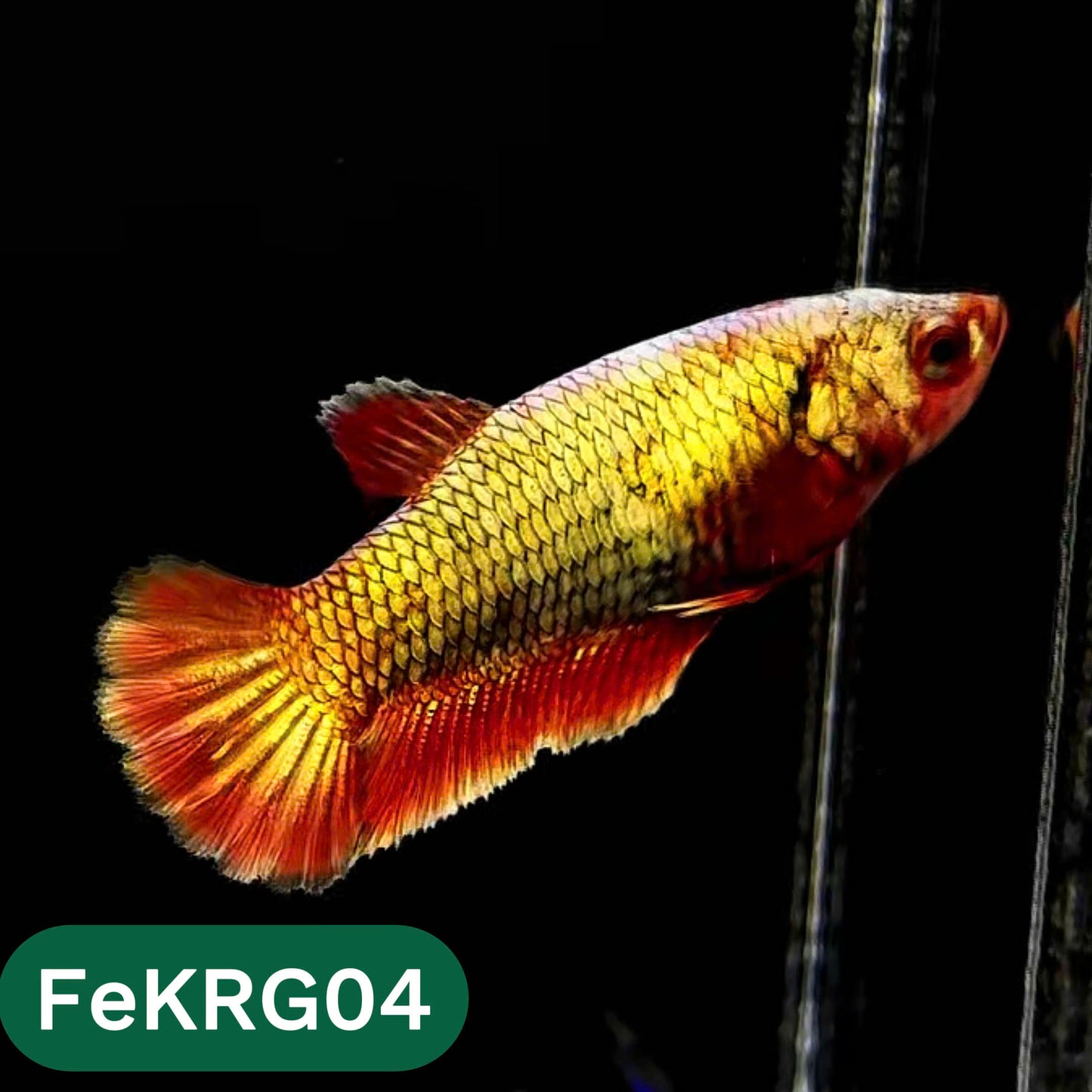Koi Red Gold Female Betta Fish | You Pick Fish | High Grade