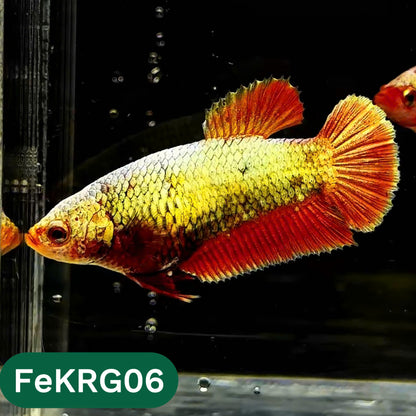 Koi Red Gold Female Betta Fish | You Pick Fish | High Grade