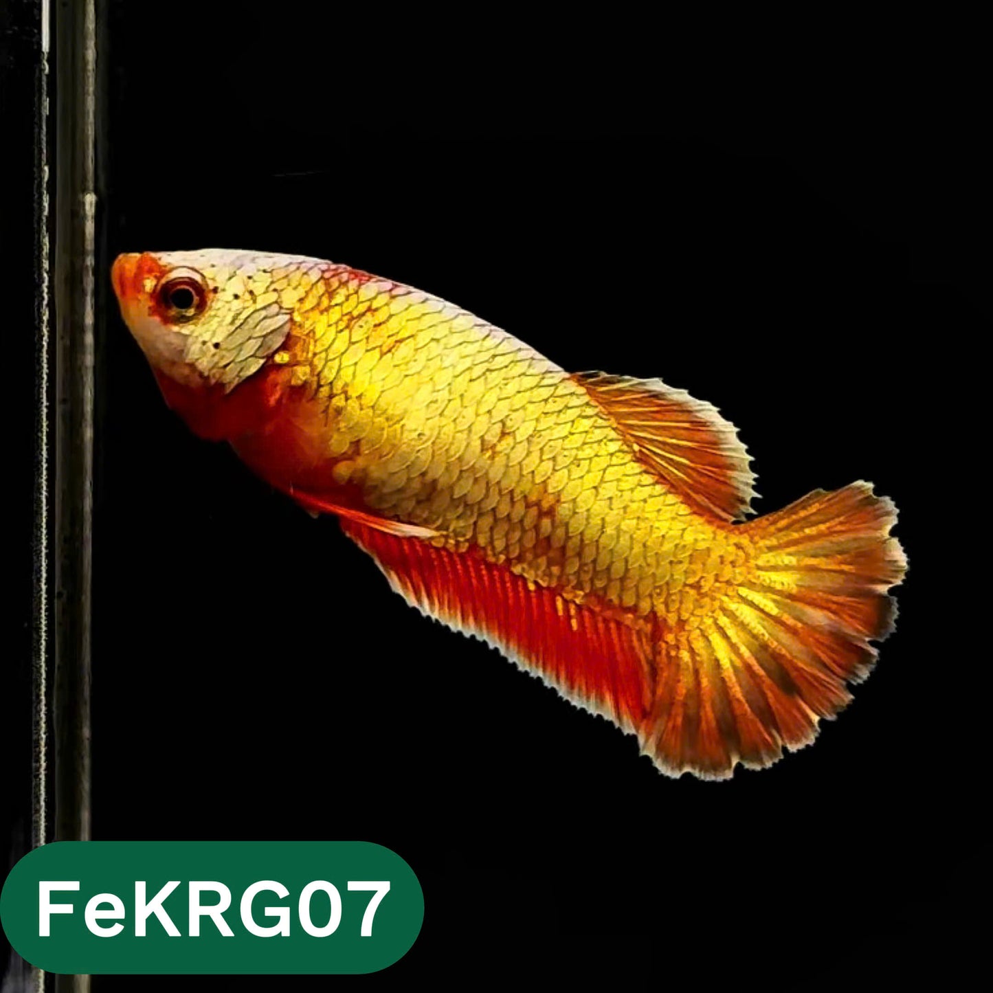 Koi Red Gold Female Betta Fish | You Pick Fish | High Grade