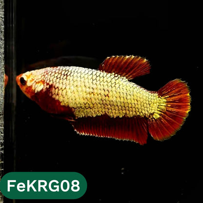 Koi Red Gold Female Betta Fish | You Pick Fish | High Grade