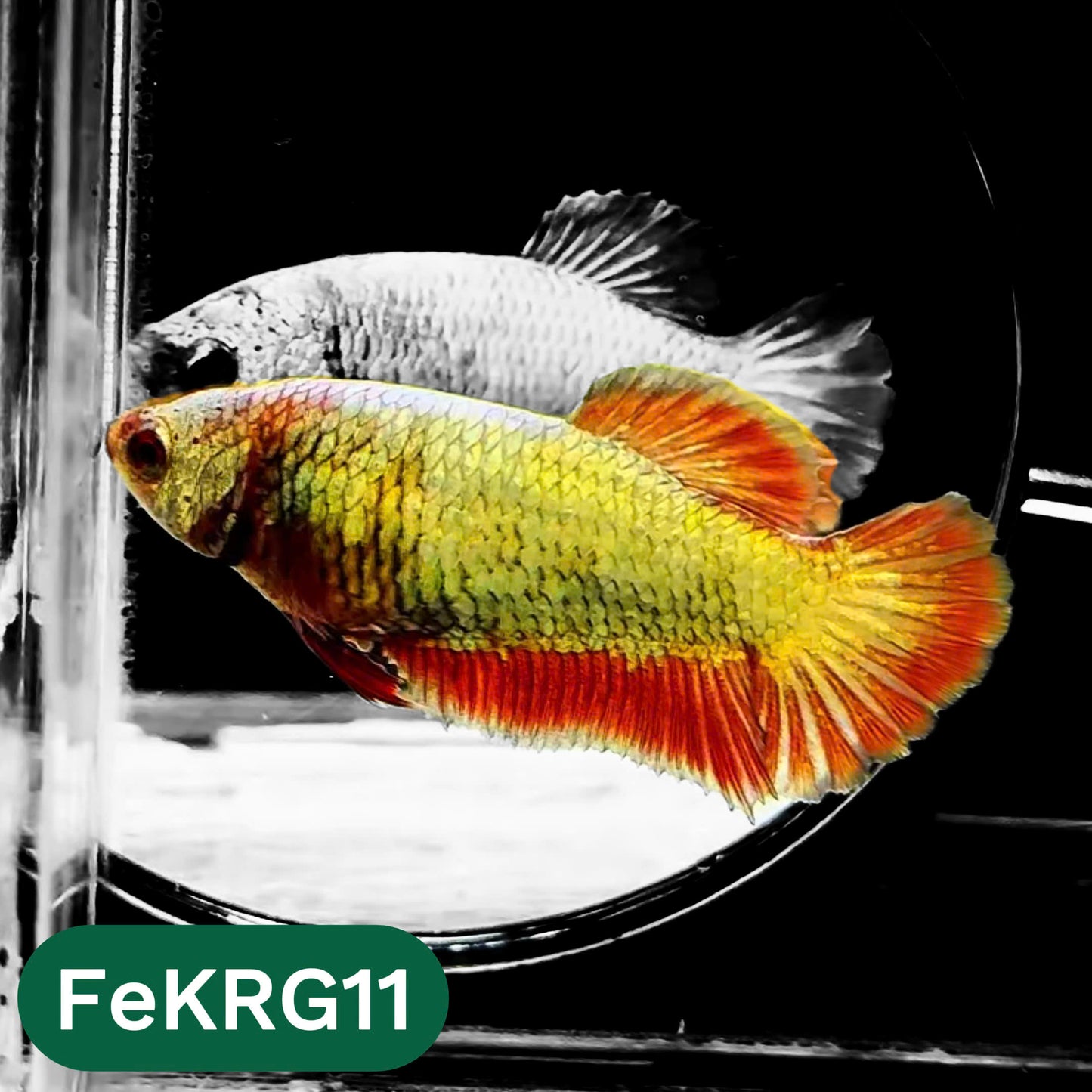 Koi Red Gold Female Betta Fish | You Pick Fish | High Grade