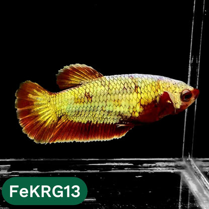 Koi Red Gold Female Betta Fish | You Pick Fish | High Grade