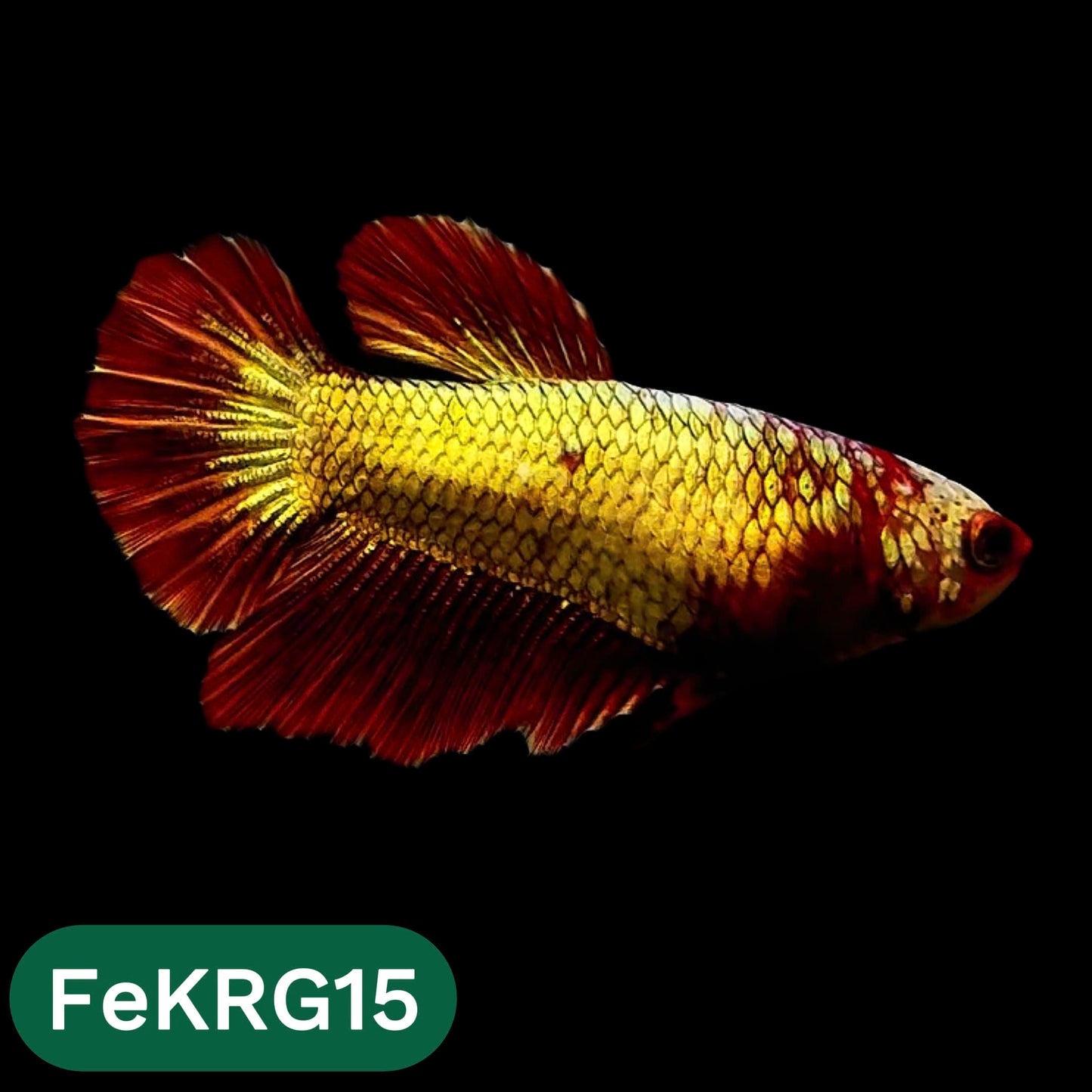 Koi Red Gold Female Betta Fish | You Pick Fish | High Grade