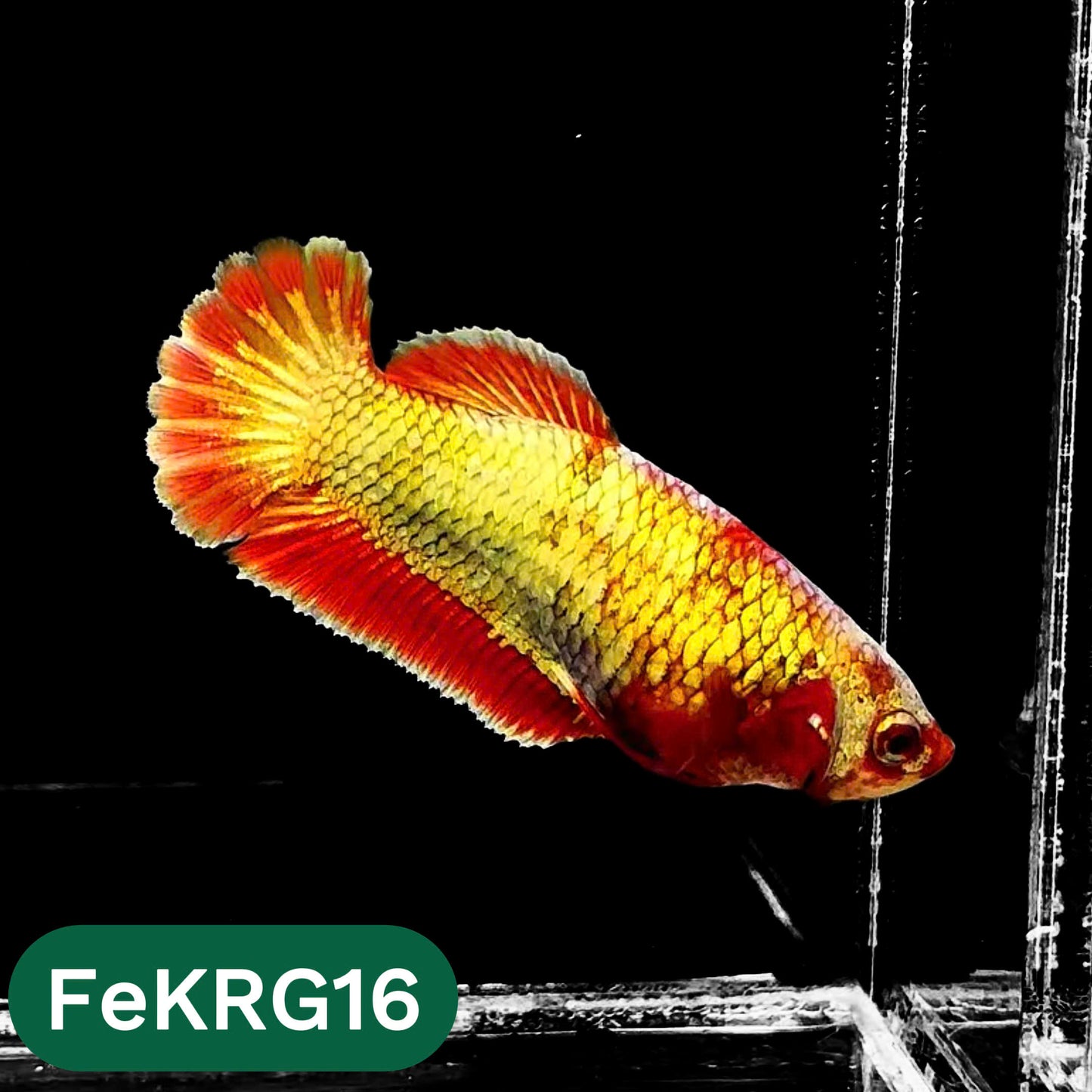 Koi Red Gold Female Betta Fish | You Pick Fish | High Grade