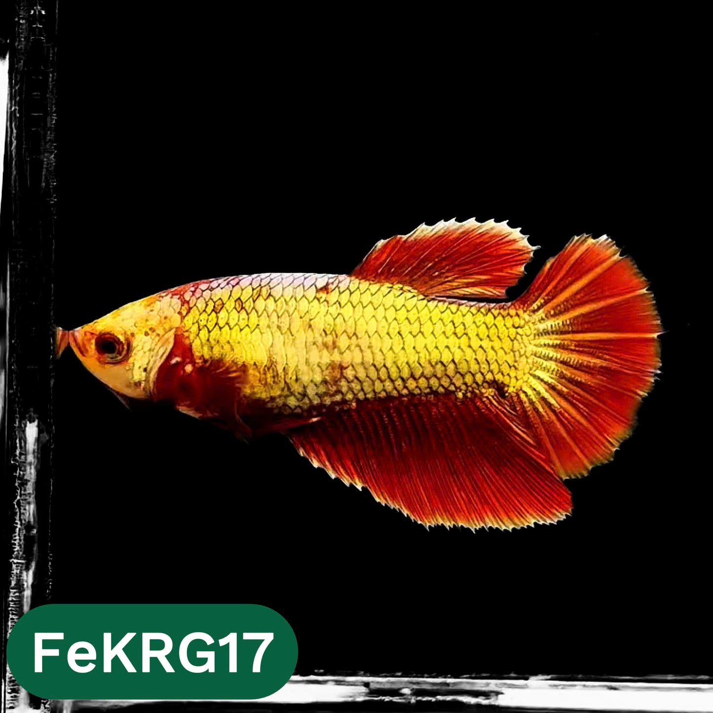 Koi Red Gold Female Betta Fish | You Pick Fish | High Grade