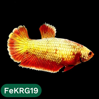Koi Red Gold Female Betta Fish | You Pick Fish | High Grade