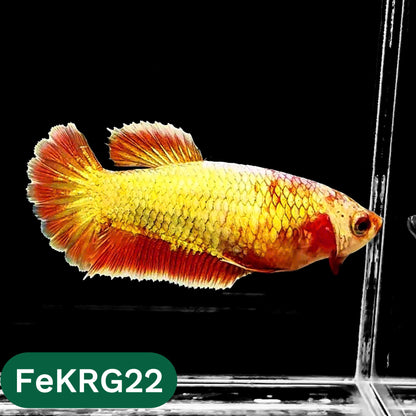 Koi Red Gold Female Betta Fish | You Pick Fish | High Grade