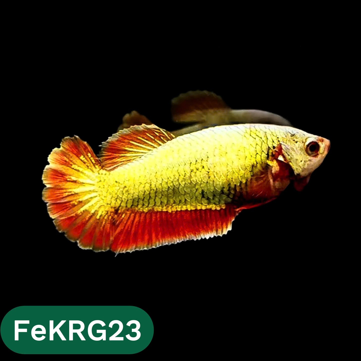 Koi Red Gold Female Betta Fish | You Pick Fish | High Grade