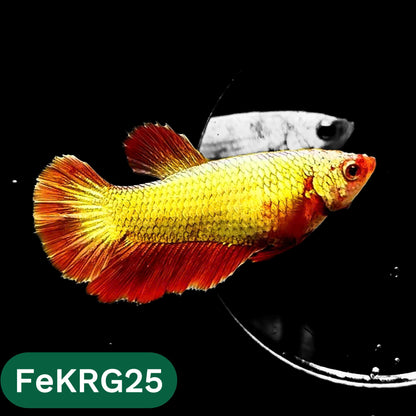 Koi Red Gold Female Betta Fish | You Pick Fish | High Grade
