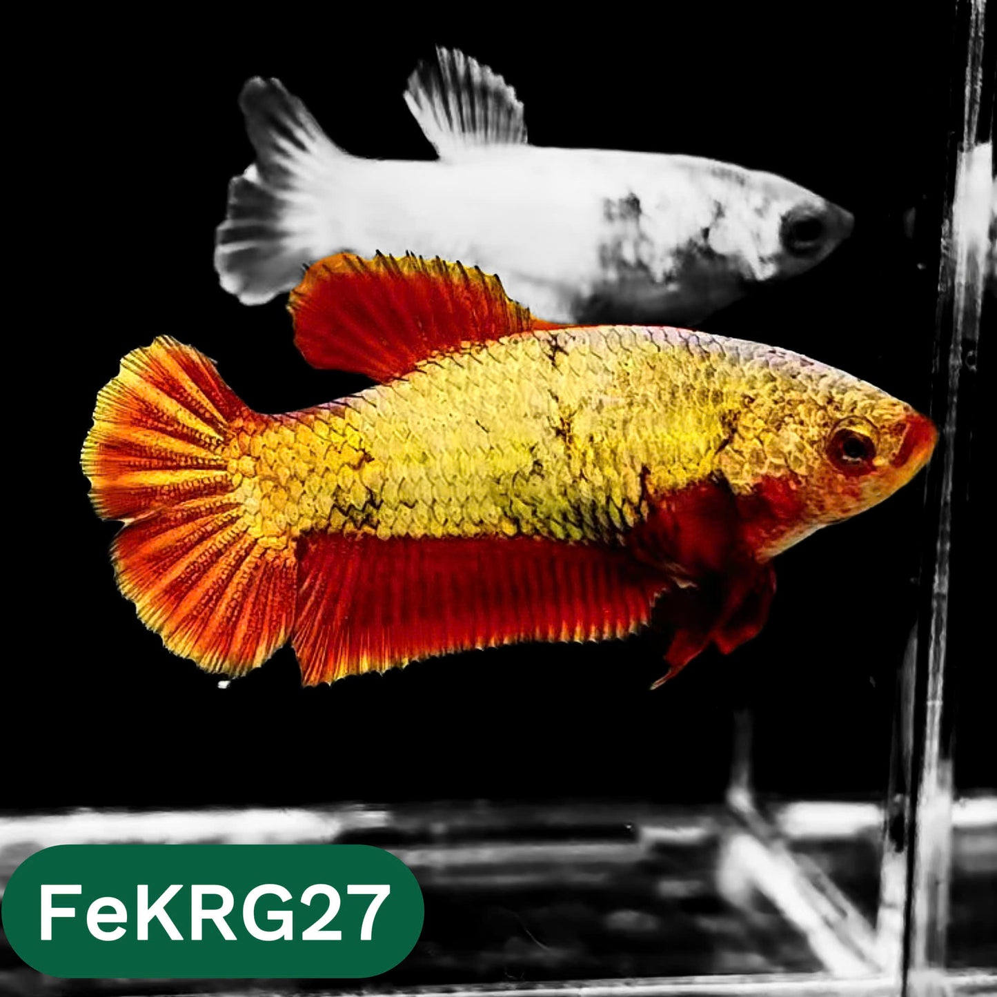 Koi Red Gold Female Betta Fish | You Pick Fish | High Grade