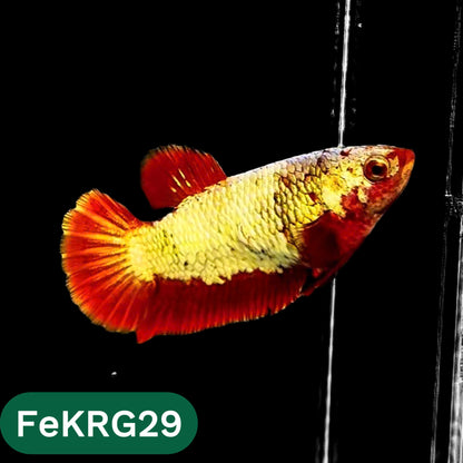 Koi Red Gold Female Betta Fish | You Pick Fish | High Grade
