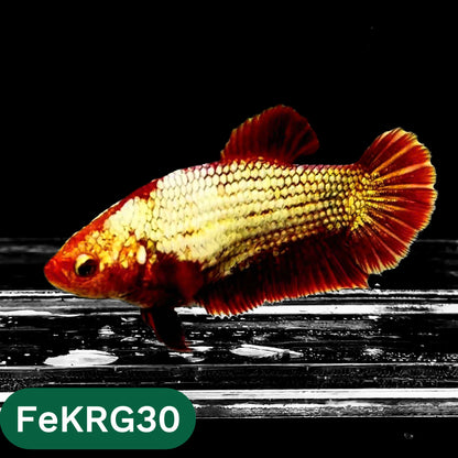 Koi Red Gold Female Betta Fish | You Pick Fish | High Grade