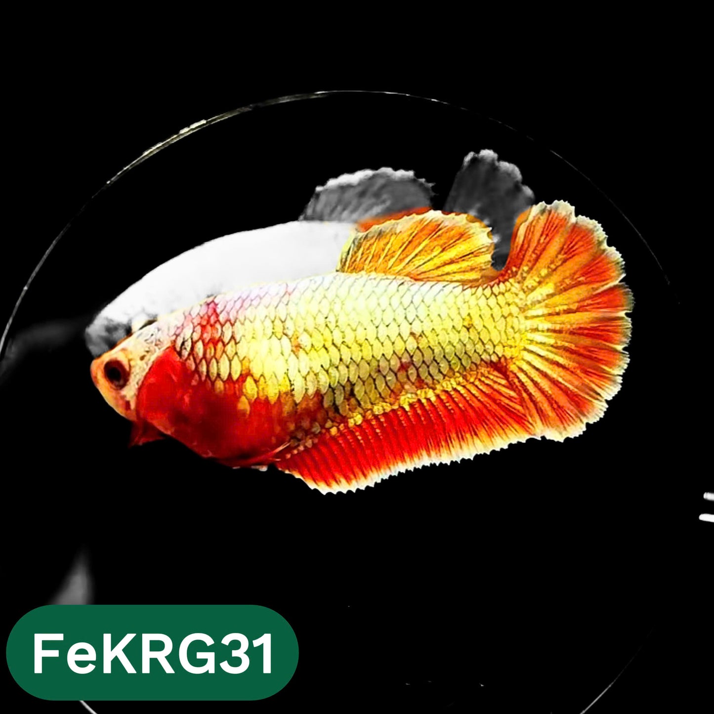 Koi Red Gold Female Betta Fish | You Pick Fish | High Grade