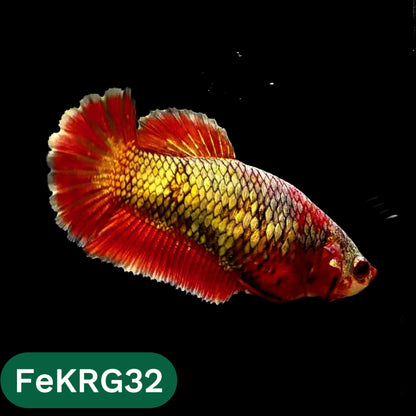 Koi Red Gold Female Betta Fish | You Pick Fish | High Grade