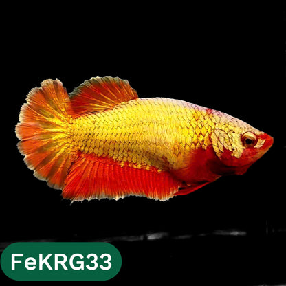 Koi Red Gold Female Betta Fish | You Pick Fish | High Grade