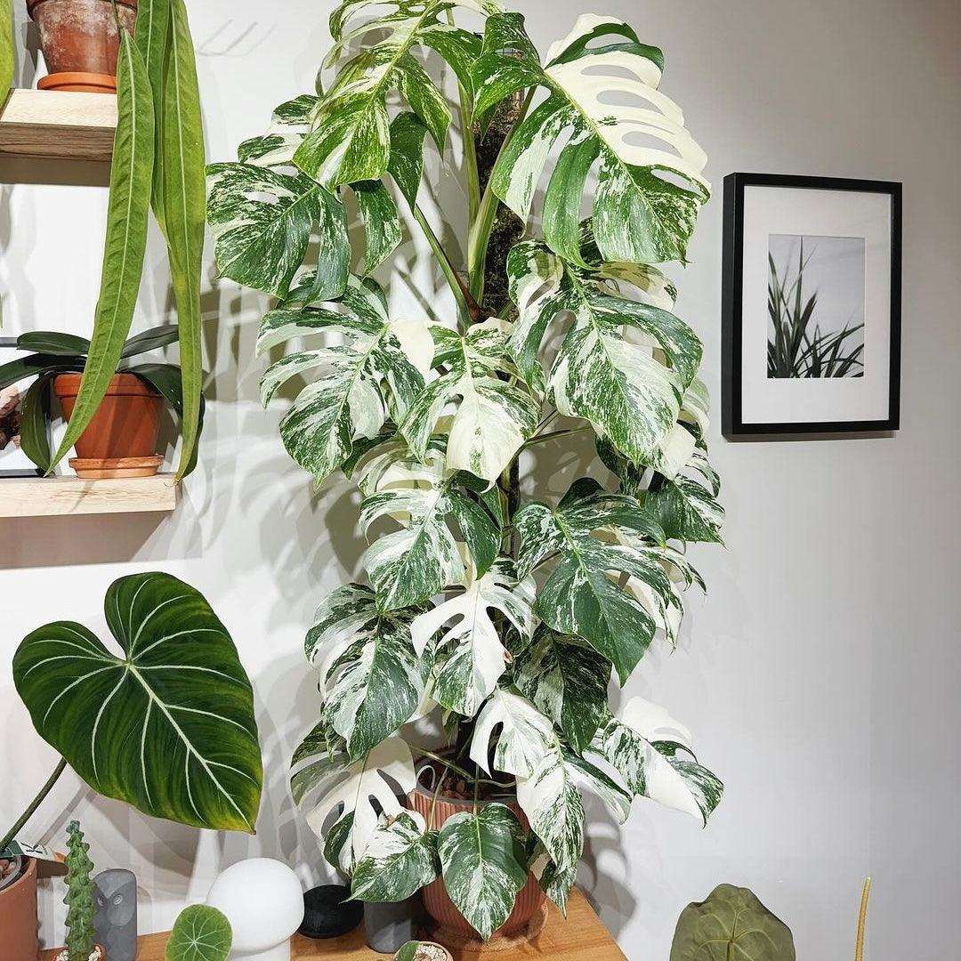 albino monstera plant Shop Variegated Monstera Albo Cutting Plant
