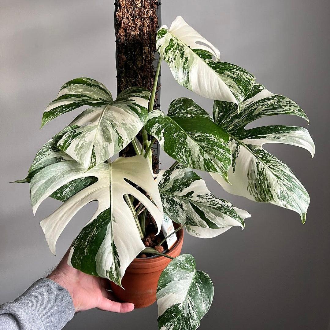 albo monstera cutting Shop Variegated Monstera Albo Cutting Plant