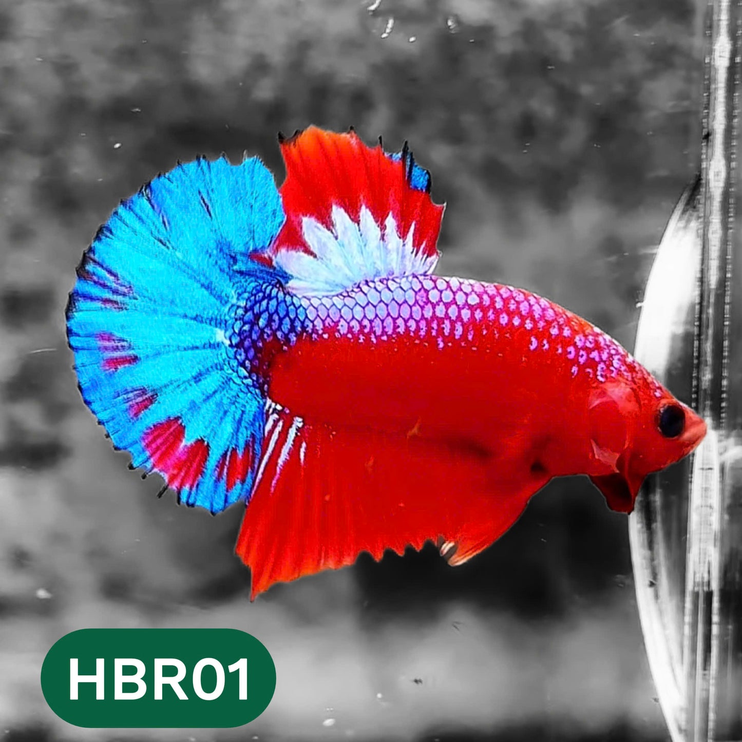 Hellboy Plakat Male Betta Fish | Order Directly From Farm | You Pick Fish