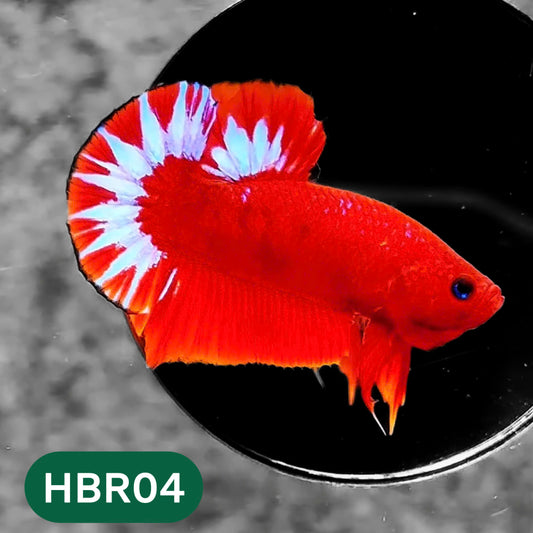 Hellboy Plakat Male Betta Fish | Order Directly From Farm | You Pick Fish