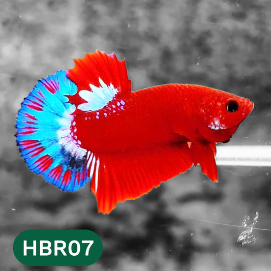 Hellboy Plakat Male Betta Fish | Order Directly From Farm | You Pick Fish