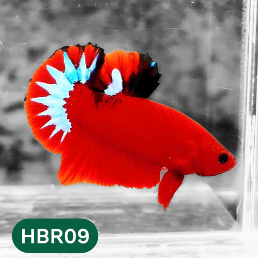 Hellboy Plakat Male Betta Fish | Order Directly From Farm | You Pick Fish