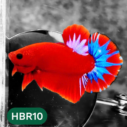 Hellboy Plakat Male Betta Fish | Order Directly From Farm | You Pick Fish