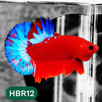 Hellboy Plakat Male Betta Fish | Order Directly From Farm | You Pick Fish
