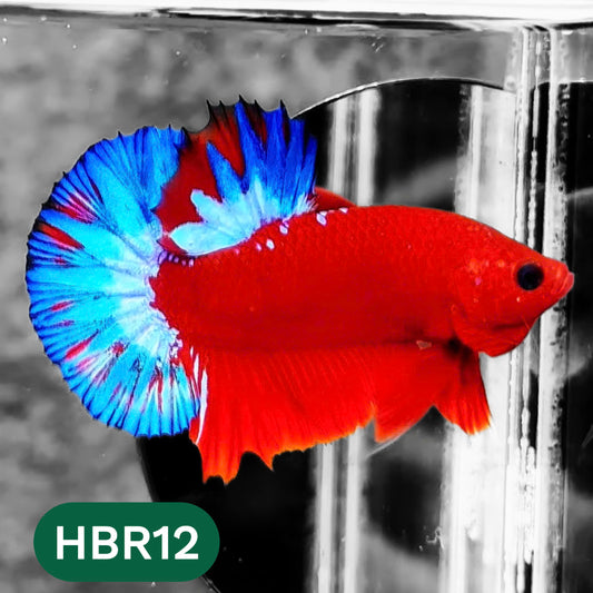 Hellboy Plakat Male Betta Fish | Order Directly From Farm | You Pick Fish