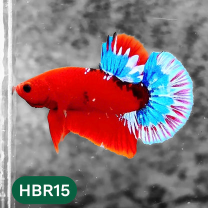 Hellboy Plakat Male Betta Fish | Order Directly From Farm | You Pick Fish