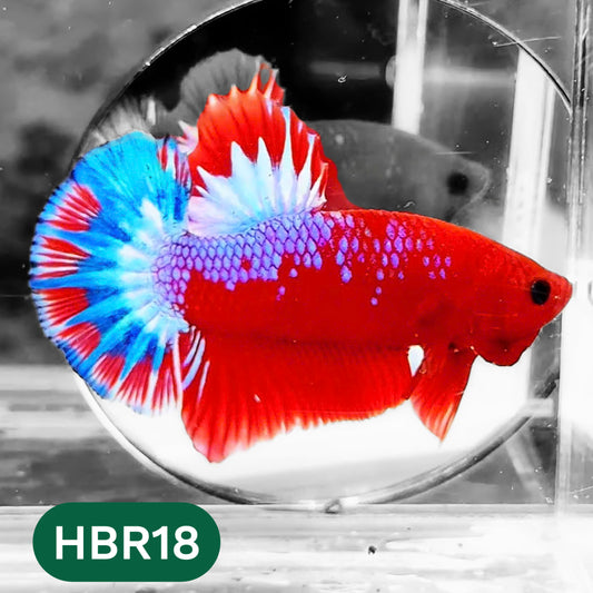Hellboy Plakat Male Betta Fish | Order Directly From Farm | You Pick Fish