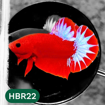 Hellboy Plakat Male Betta Fish | Order Directly From Farm | You Pick Fish