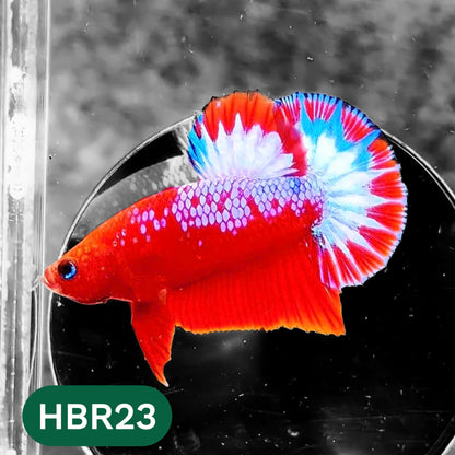 Hellboy Plakat Male Betta Fish | Order Directly From Farm | You Pick Fish