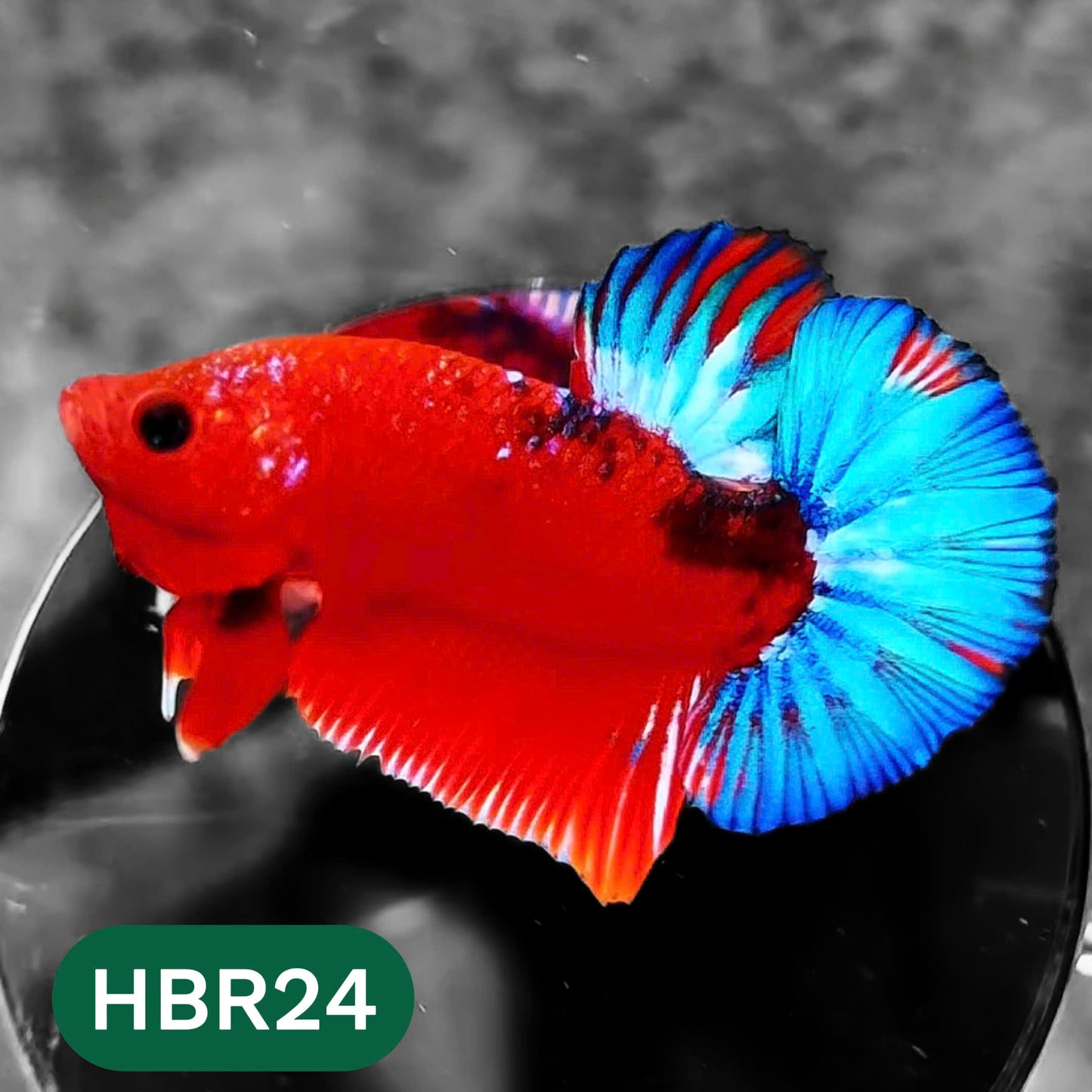 Hellboy Plakat Male Betta Fish | Order Directly From Farm | You Pick Fish
