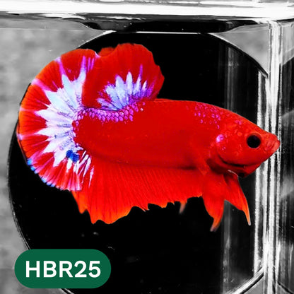 Hellboy Plakat Male Betta Fish | Order Directly From Farm | You Pick Fish