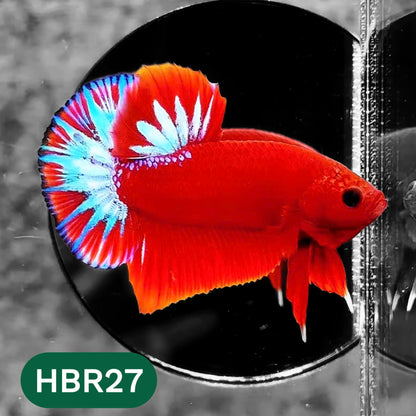 Hellboy Plakat Male Betta Fish | Order Directly From Farm | You Pick Fish