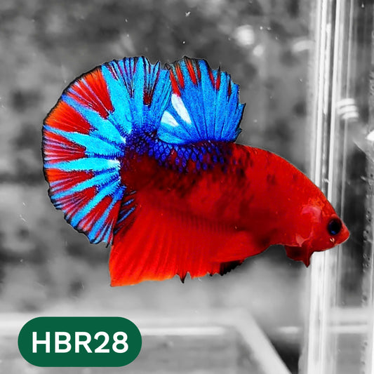 Hellboy Plakat Male Betta Fish | Order Directly From Farm | You Pick Fish