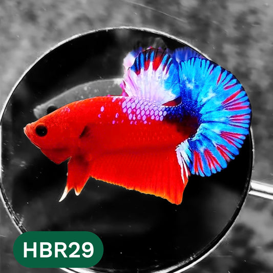Hellboy Plakat Male Betta Fish | Order Directly From Farm | You Pick Fish